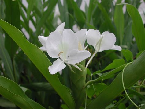 野薑花風水